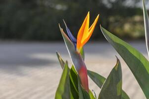 strelitzia blomma i vinter- i de Sol i cypern 1 foto