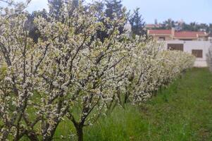 vit plommon blomma, skön vit blommor av prunus träd i stad trädgård, detaljerad makro stänga upp plommon gren. 1 foto