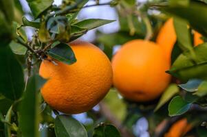ett orange träd i de orange fruktträdgård på de slutlig skörda av varje säsong.5 foto