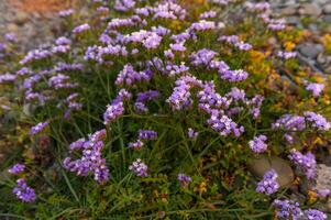 kermek, limonium, static, är en populär blomma i de medelhavs. foto