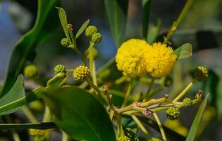 de början av mimosa blommande i cypern 5 foto