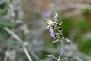 lila dekorativ blommor i vinter- i cypern 5 foto