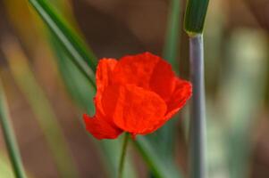 röd vallmo blomma i de mitten av en fält av grön spikelets 1 foto