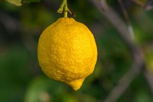 gul citrus- citron- frukt och grön löv i de trädgård. citrus- citron- växande på en träd gren närbild.6 foto