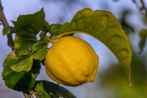 gul citrus- citron- frukt och grön löv i de trädgård. citrus- citron- växande på en träd gren närbild.10 foto