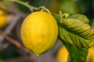 citrus- citron- frukt med löv isolerat, ljuv citron- frukt på en gren med arbetssätt väg.10 foto