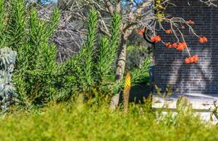 aloe blomma bland växter i de trädgård 1 foto