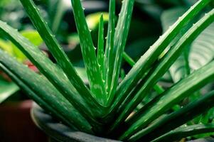 aloe vera växt i blomma pott i trädgård foto