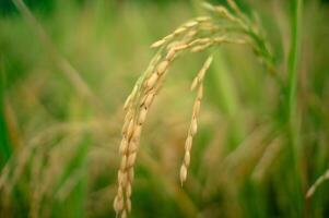 ris i de ris fält den där är mogen och redo till vara UPPTAGITS foto