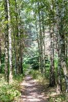 gångstig i sommar skog foto