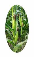 majs växter växande i en fält, en majs fält med en cirkel den där säger majs. en majs fält med en bild av en majs i de mitten. foto