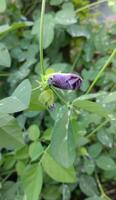 oöppnad fjäril ärta blomma knopp. Clitoria ternatea. en lila blomma med grön löv och en lila stam foto