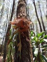 platycerium bifurcatum, allmänning staghorn ormbunke, älghorn ormbunke, platycerium alcicorne. staghorn ormbunke växer på tall träd. ört- medicinsk växter foto