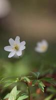 vit blomma i skog makro Foto