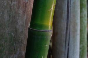 bambu skog grön bakgrund - japan natur. sagano bambu lund foto