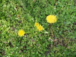 maskros växt scient. namn taraxacum officinale foto