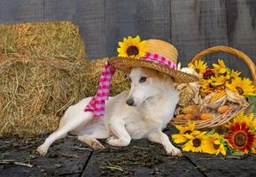 hund klädd för de juni fester i Brasilien foto