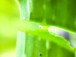 en vanlig hushållsväxt. aloe vera med sin gel med flera fördelar. foto