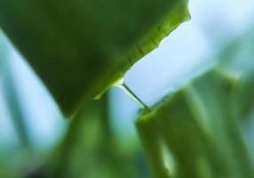 en vanlig hushållsväxt. aloe vera med sin gel med flera fördelar. foto