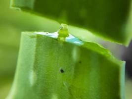 en vanlig hushållsväxt. aloe vera med sin gel med flera fördelar. foto