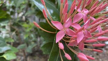 närbild av en rosa ixora blomma foto