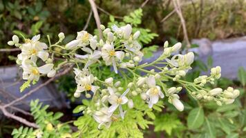 närbild av vit kycklingben blommor i blomma foto