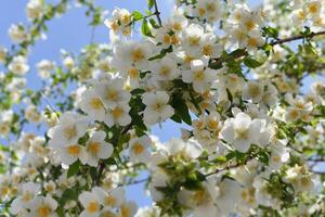 de kiftsgate reste sig vit blommor foto