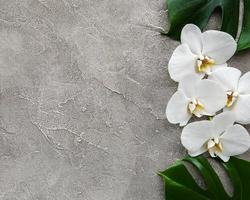 tropiska blad monstera och vita orkidéblommor foto