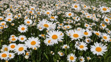 vit trädgård daisy blomma äng på en solig dag, widescreen formatera foto