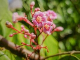 nära upp av flor de carambola eller stjärna frukt blomma foto