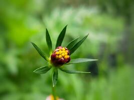 stänga upp av kosmos caudatus blomma knopp foto