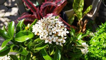 stänga upp av soka blomma i de trädgård foto