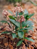 blomning skimmia japonica röda hund i trädgård, stänga upp se foto