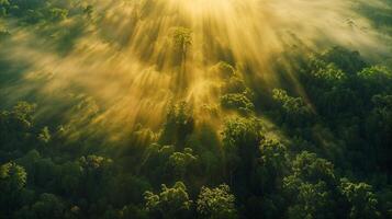 solljus filter genom skog träd, belysande de naturlig landskap foto