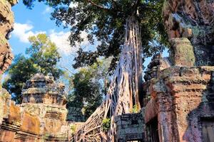 enorm rötter av djungel träd i de tempel av cambodia foto