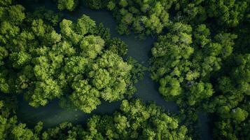 antenn scen av en frodig skog med flod mitt i markbundna växter och träd foto