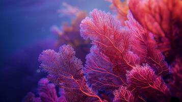 stänga upp av vibrerande rosa och lila korall rev under vattnet foto
