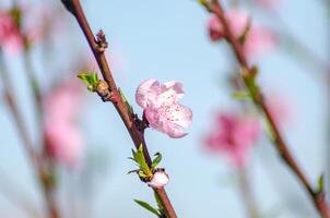 selektiv fokus, blommar av en persika träd i de vår foto