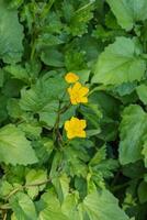 krypande smörblomma eller ranunkel repen foto