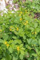 stora blad avens eller geum macrophyllum foto