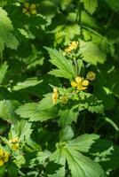 stora blad avens eller geum macrophyllum foto