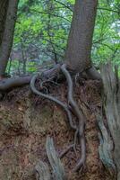träd växande från stubbe foto