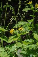 stora blad avens eller geum macrophyllum foto