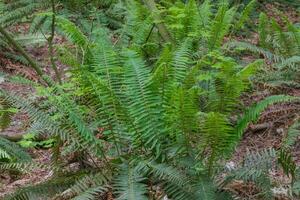 svärd ormbunke eller polystichum munitum foto