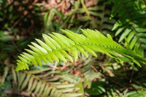 svärd ormbunke eller polystichum munitum foto