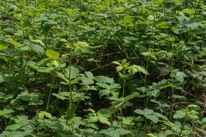 björnbär eller rubus americanus foto