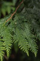 Västra röd ceder eller thuja plicata foto