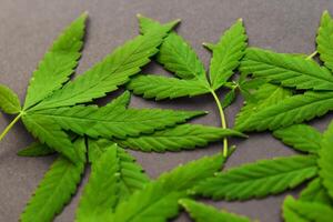 marijuana löv på en vit bakgrund, medicinsk cannabis foto