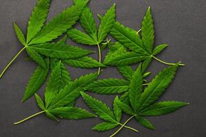 marijuana löv på en vit bakgrund, medicinsk cannabis foto