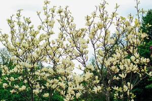 gul magnolia blomma närbild i botanisk trädgård foto